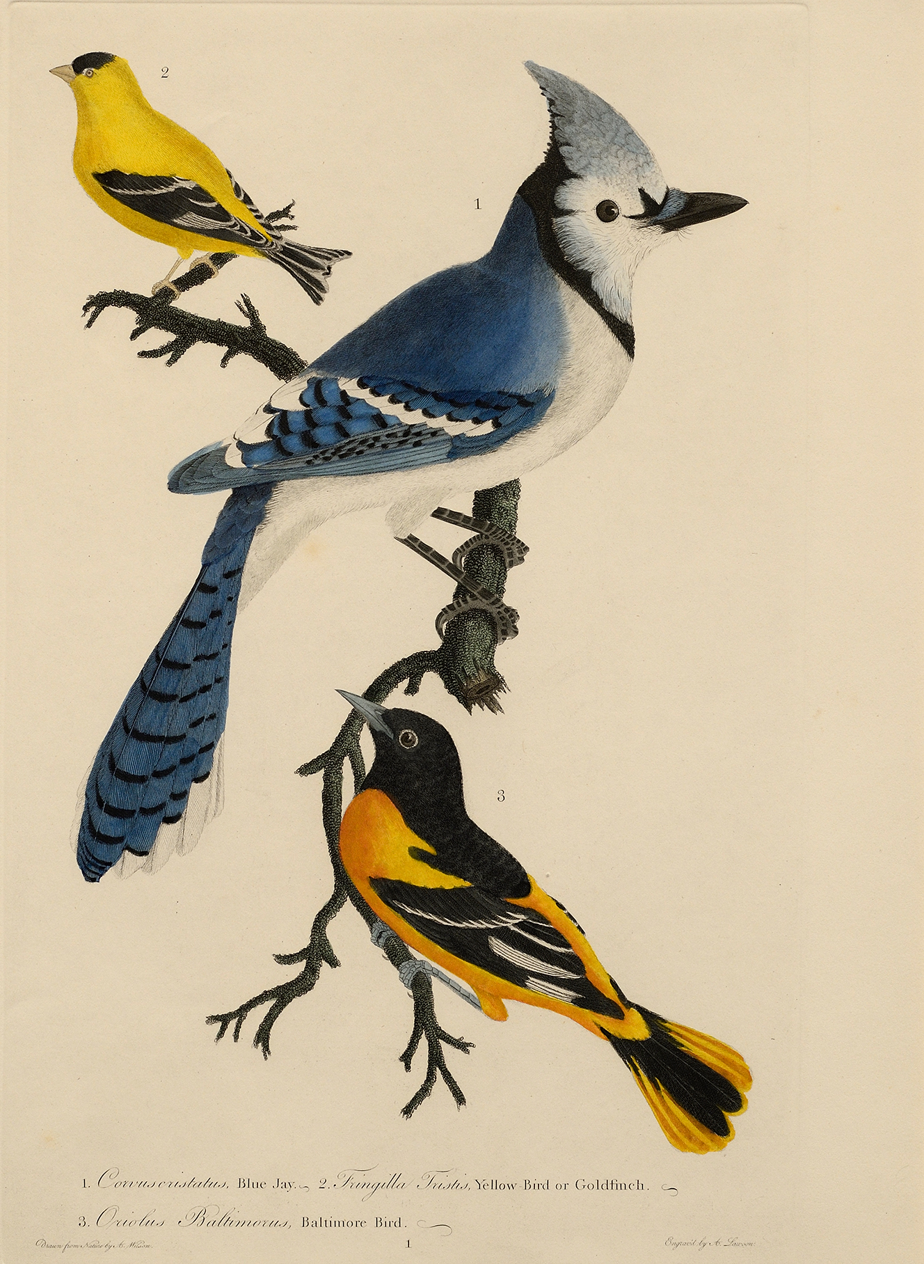 The first engraving for American Ornithology of a goldfinch, blue jay and Baltimore oriole.