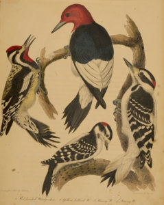 Four species of woodpeckers— yellow-bellied, red-headed, downy and hairy—are illustrated in this engraving from Volume 1