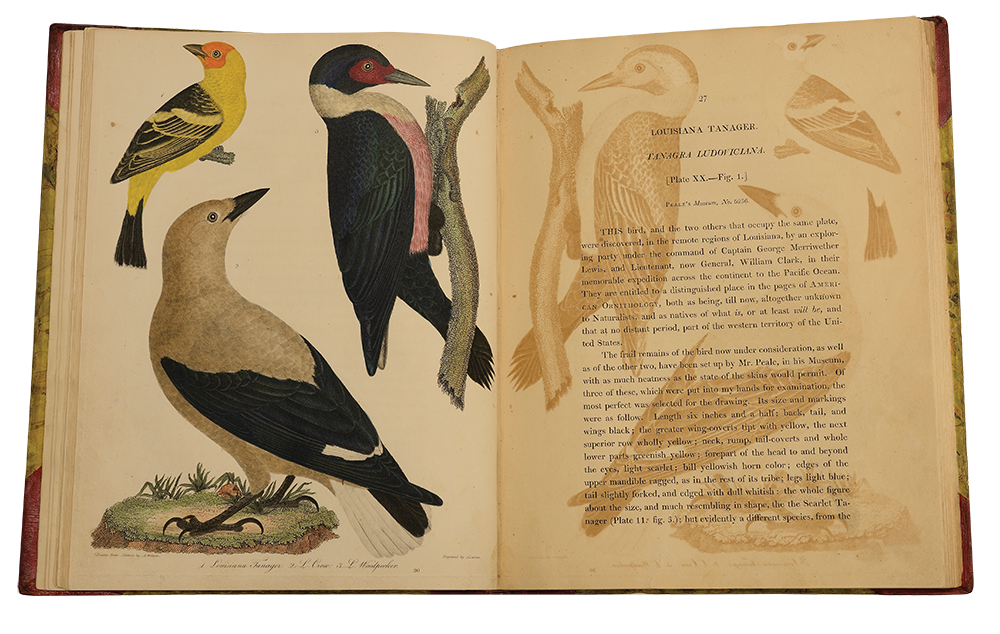 A spread from American Ornithology, Volume 3, showing a Louisiana tanager, Clark’s crow and Lewis’ woodpecker.