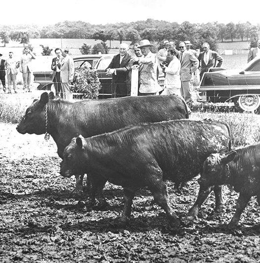 Eisenhower points out his prized Angus cattle to Chancellor Konrad Adenauer of West Germany during a visit to the farm on May 26, 1957. NARA, Eisenhower Presidential Library, Abilene 72-225-7, ENHS 2652
