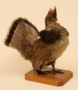 Ruffed grouse, the state bird.