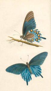 Two views of a male pipevine swallowtail, identified by Say as Papilio philenor (=Battus philenor), the first plate in American Entomology, Volume 1. State Library of Pennsylvania