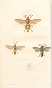 A species Say encountered on the Long Expedition and later described in Volume 1 of American Entomology: the western cicada killer (top, female; bottom left, male). State Library of Pennsylvania