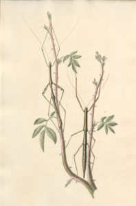Male and female walkingsticks in American Entomology, Volume 3. State Library of Pennsylvania
