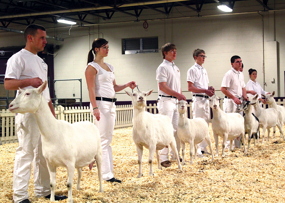 Dairy goat contest, 2014