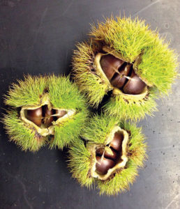 Burrs from backcrossed chestnuts, opened to reveal the nuts inside.