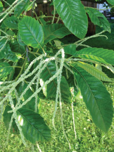 Male chestnut flowers.