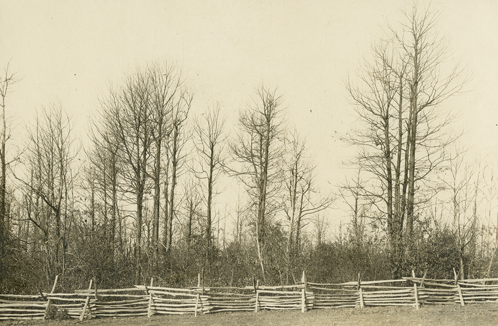 Photographs of ravaged trees across the state were taken by the Pennsylvania Chestnut Tree Blight Disease Commission to study the problem. This large stand near Oxford, Chester County, was photographed in November 1912.