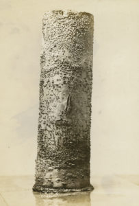 An American chestnut specimen photographed in 1911 by the Pennsylvania Department of Forestry exhibits cankers caused by the blight.