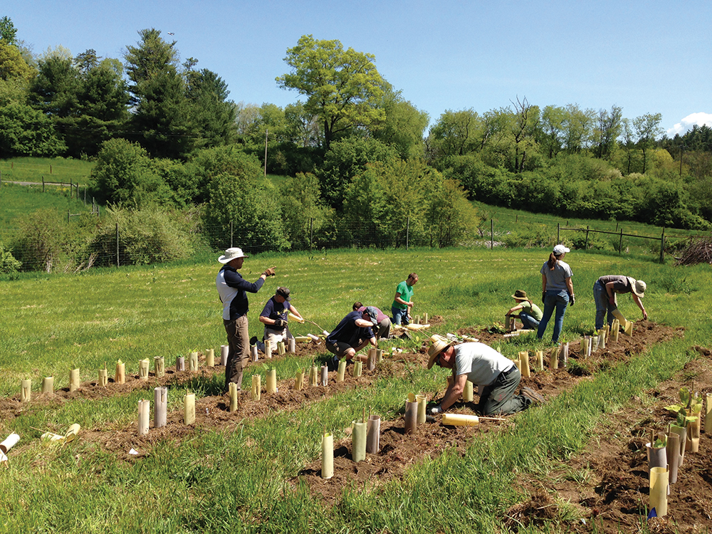 Planting seedlings at The Arboretum at Penn State. Penn State University/Photo by Steve Hoy
