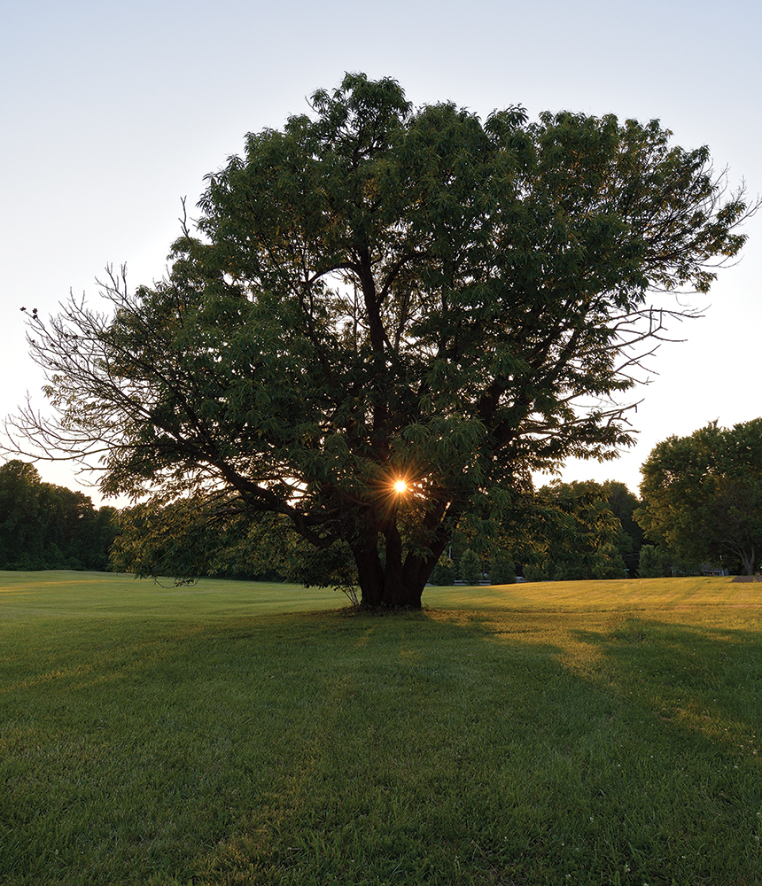 A rare survivor, this American chestnut produces nuts that have been used in successful backcross breeding efforts at Penn State. PHMC/Photo by Don Giles