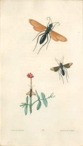 Two types of spider wasp that Say observed on the Long Expedition as illustrated in Volume 3 of American Entomology. State Library of Pennsylvania