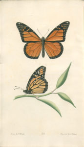Two views of the monarch butterfly from American Entomology, Volume 3. State Library of Pennsylvania