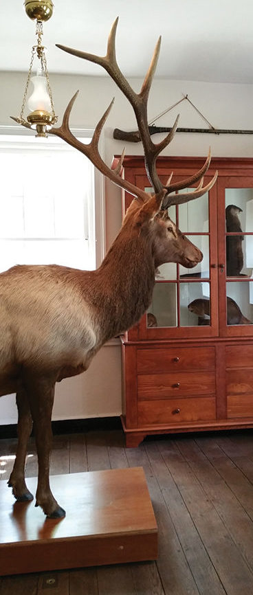 The Natural History Museum’s animal specimens include an elk and smaller mammals such as a racoon, a muskrat and a beaver. Photo by Kyle R. Weaver