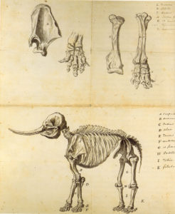 Rembrandt Peale made these sketches of the mastodon skeleton and various isolated bones in 1801. Wikimedia Commons