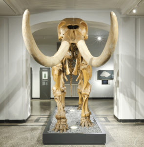 Peale’s first mastodon skeleton is today on exhibit at the Hessisches Landesmuseum Darmstadt in Germany. Hessisches Landesmuseum Darmstadt/Photo by Wolfgang Fuhrmannek