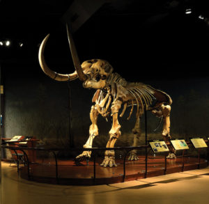 Similar to Peale’s mastodons, this specimen known as the Marshalls Creek mastodon, after the location where it was discovered in Monroe County, is now on exhibit at The State Museum of Pennsylvania in Harrisburg.