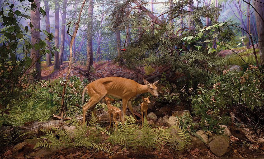 The white-tailed deer diorama in Mammal Hall is full of Pennsylvania state symbols, starting with the white-tailed deer itself, which is the state animal. Also included are the state flower, mountain laurel, to the immediate left of the deer; the state bird, ruffed grouse, on the far lower right; and the state tree, eastern hemlock, behind the deer.