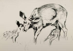 Planning of Mammal Hall began with sketches of the animals, which biologists then reviewed for accuracy.