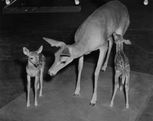 The animal specimens were mounted in preparation for installation while the diorama scenes were being created.