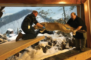 Cantilevered platforms were set up to carefully remove the animals without disrupting other elements in the dioramas.