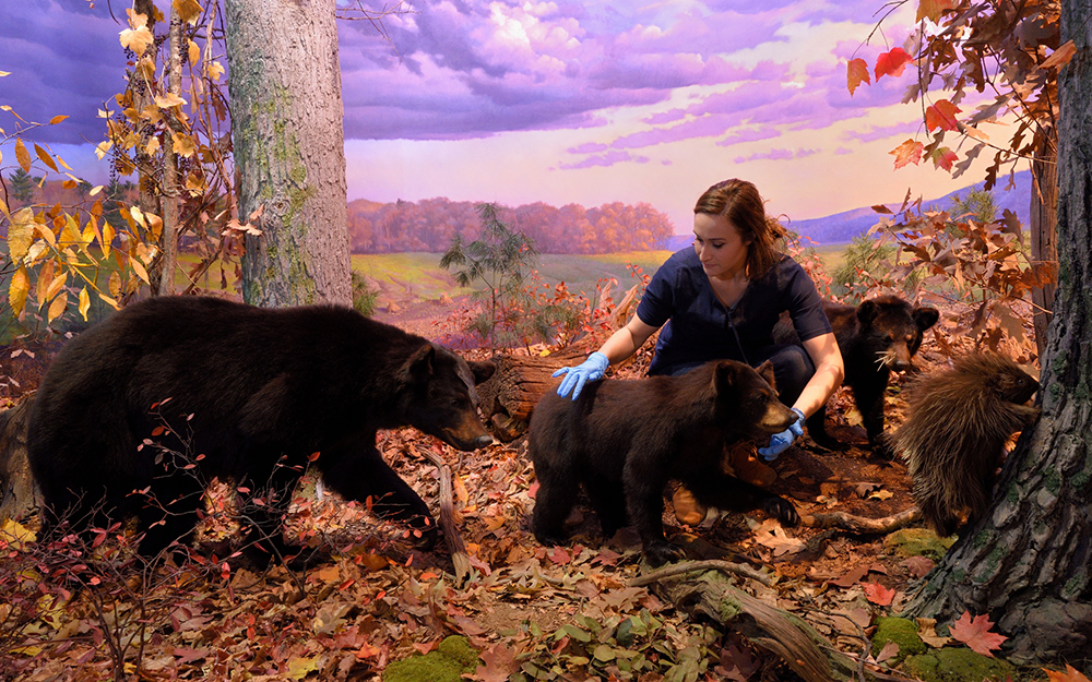 Exhibition technician Danielle Perdue cleans specimens in the black bear diorama.