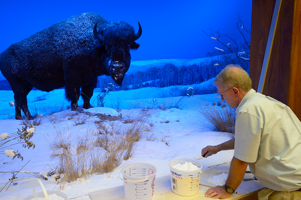 Stephen Quinn restores the simulated snow in the bison exhibit. The State Museum of Pennsylvania/Photo by Don Giles