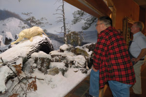State Museum curator Walter Meshaka examines the head angle of the mountain lion mannequin to get it just right. “Tweak, look; tweak, discuss,” as he puts it.