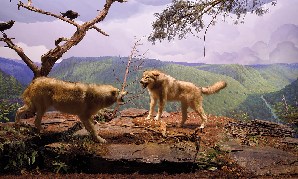 The wolf diorama reflects an imagined scene at the Grand Canyon of Pennsylvania in the 1800s, before wolves were extinct in Pennsylvania.