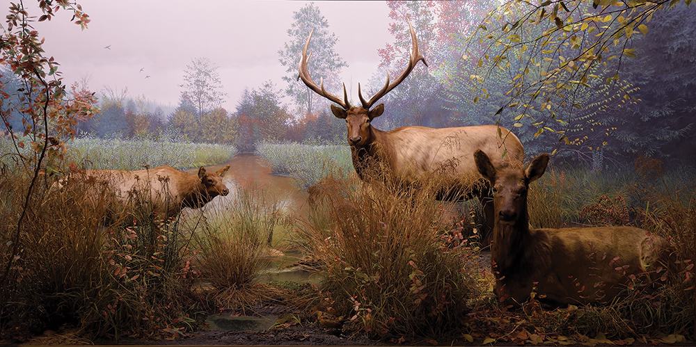 Pennsylvania’s free-roaming elk herd, the largest of its kind in the northeastern United States, is represented in this diorama, now fully restored. The State Museum of Pennsylvania/Photo by Don Giles