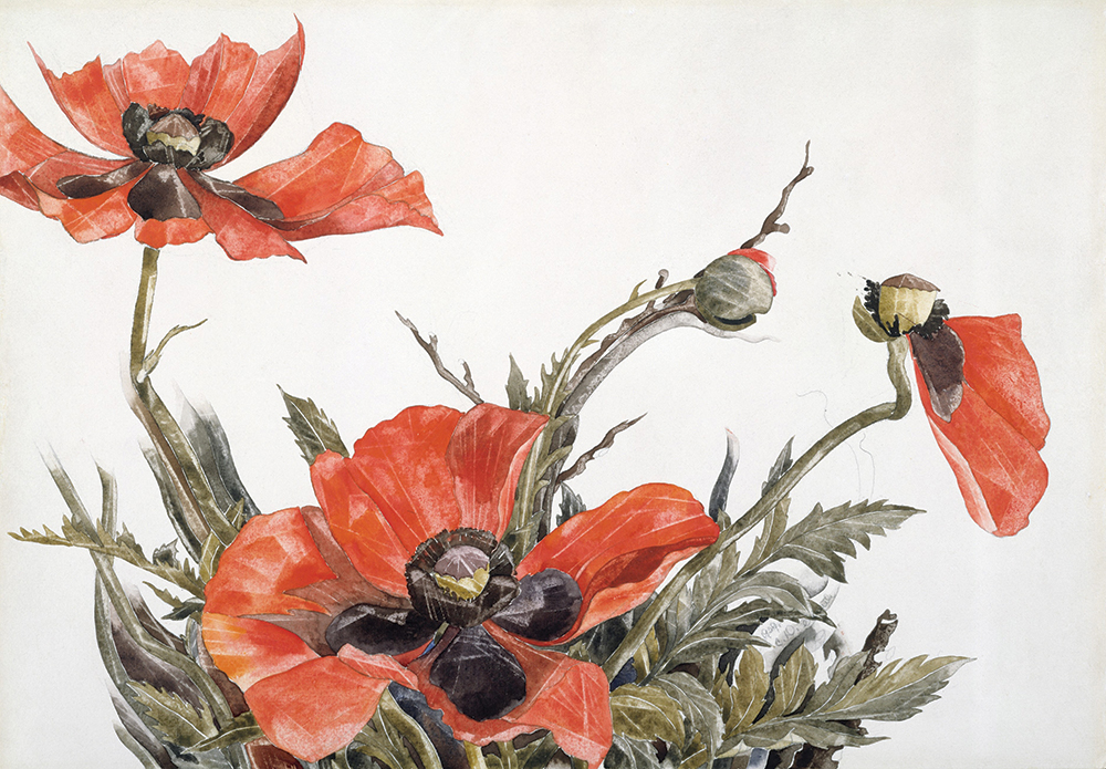 Red Poppies (1929, watercolor and graphite on paper, 13 7/8 x 19 7/8 in.), bottom, with its bold, stark colors and minimalist design exemplifies the metamorphosis of his botanical works to a more Precisionist style. The Metropolitan Museum of Art (Gift of Henry and Louise Loeb, 1983)