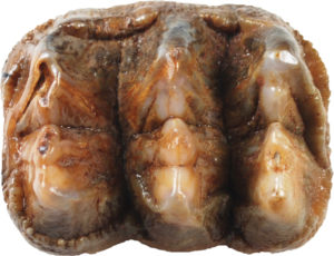 A mastodon tooth discovered by a quarry workman led to the exploration of the Port Kennedy Bone Cave in 1871.