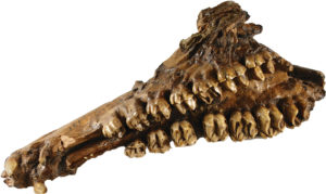 Cope concluded that most of the Port Kennedy Bone Cave remains had been those of tapirs.