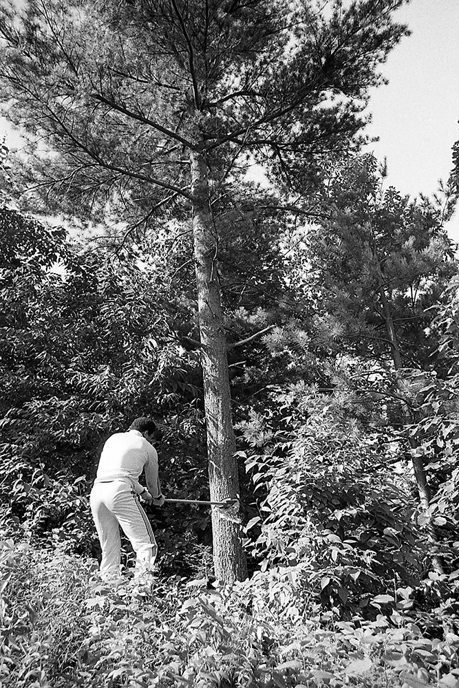 Ali’s training regime at his Deer Lake camp included vigorous work in the forest. Photo, ©Jeff Julian