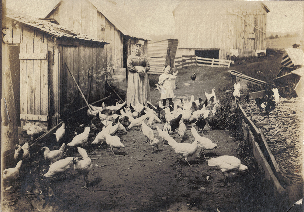 Gibbons noted that one of her “Dutch” neighbors who owned two farms told her, “The woman is more than half.” Gibbons continues, “the woman . . . milks, raises the poultry, has charge of the garden,—sometimes digging the ground herself, and planting and hoeing, with the assistance of her daughters and the ‘maid,’ when she has one.” The section on “Farmers’ Wives” also discusses the many distinctive Pennsylvania Dutch foods made in the kitchen. Collection of Mr. and Mrs. Michael B. Emery