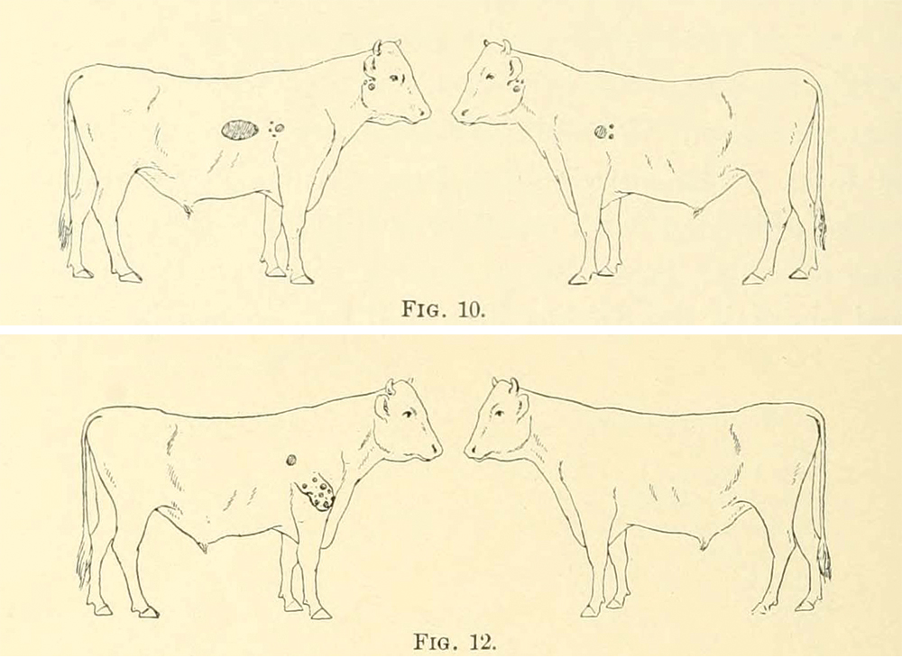 Diagrams of cattle with tuberculosis from The Effect of Tuberculosis Vaccination Upon Cattle Infected with Tuberculosis (Philadelphia: University of Pennsylvania, 1905), which Pearson coauthored with S.H. Gilliland.
