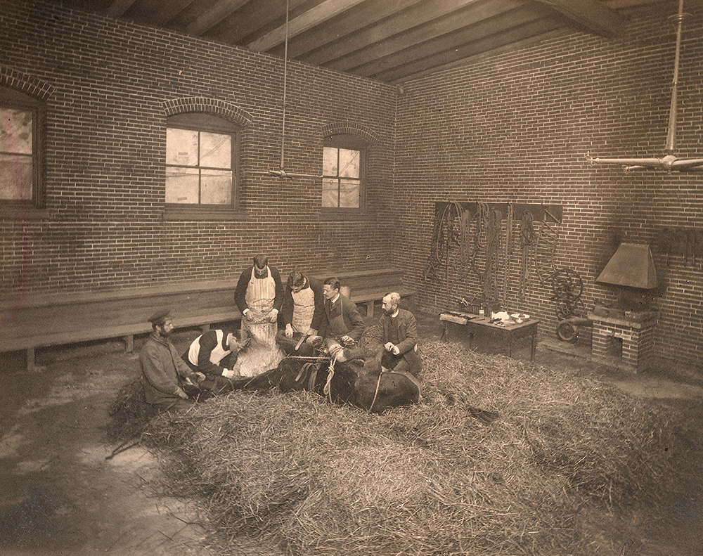 The operating room at the School of Veterinary Medicine, University of Pennsylvania, circa 1900. Pearson is seen at work, second from left. University Archives and Records Center, University of Pennsylvania