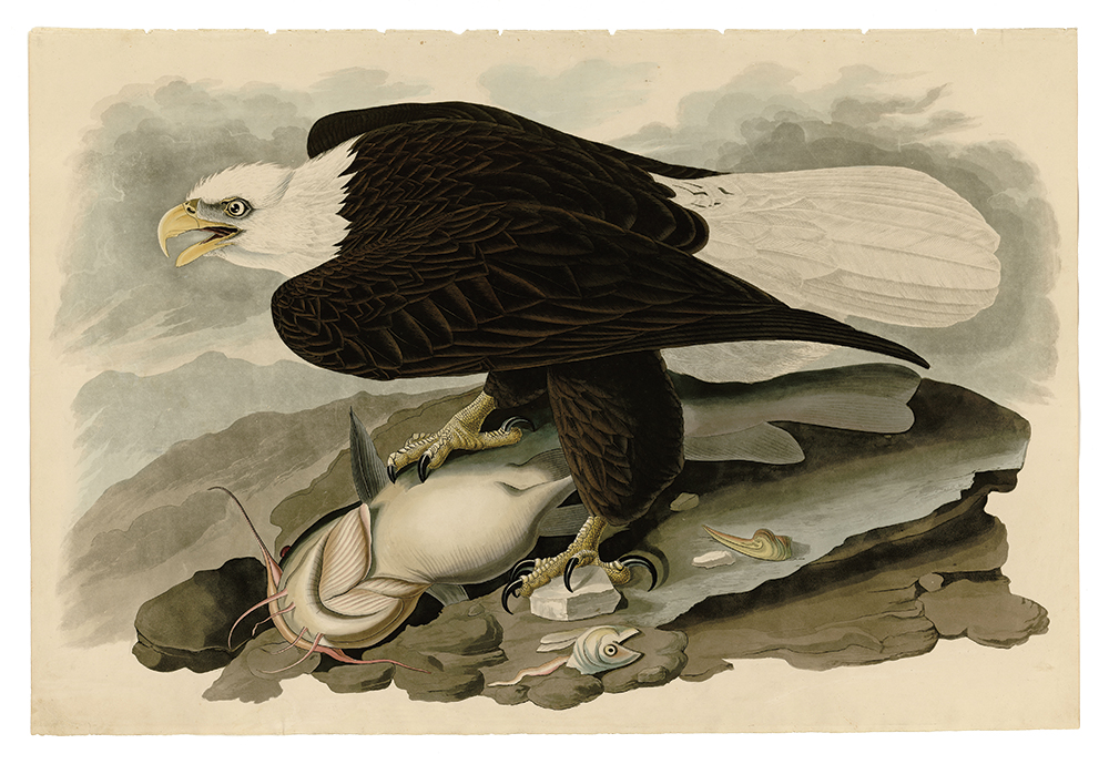 A male white-headed, or bald, eagle feasts on a yellow catfish in this illustration “Drawn from Nature & Published” by John James Audubon and “Engraved, Printed & Coloured” by Robert Havell. It is plate 31 from Audubon’s Birds of America, published 1827–38. Wikimedia Commons / University of Pittsburgh