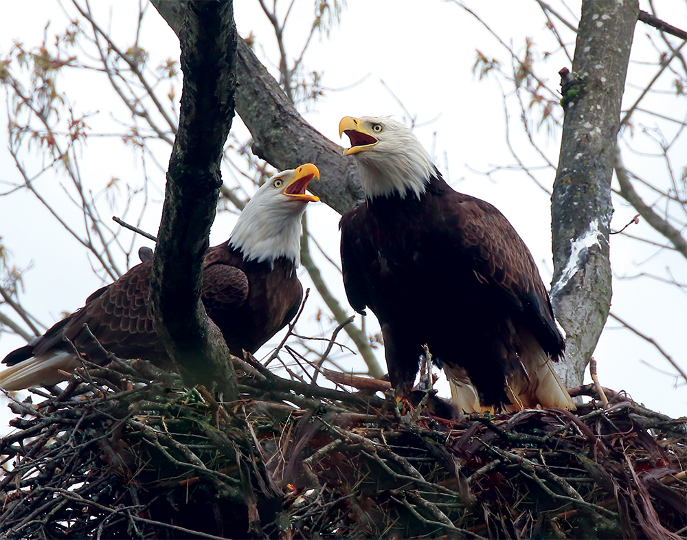 Pennsylvania's bald eagle conservation success can be measured by its 2019 nesting population of 300 pairs as compared to 1980, when there were only three. Photo, Annette Devinney