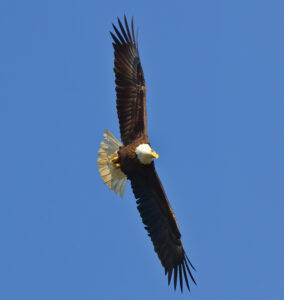 The wingspan of the bald eagle ranges from 5½ to 8 feet. Photo, Annette Devinney