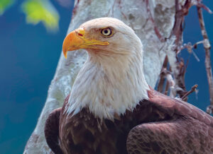 The acute vision of the bald eagle allows it to spot prey nearly 2 miles away. A third eyelid that is clear, called the nictitating membrane, can be shut to protect the eagle's eye without affecting its vision. Photo, Dana Nesiti