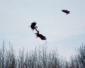 A courtship ritual of bald eagles, known as cartwheel flight, involves the male and female locking talons at a towering height and then falling toward the earth in a spinning cartwheel motion, releasing their grasp at the split second before reaching the ground. Pennsylvania Game Commission / Photo, Jacob Dingel