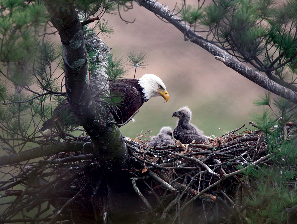A recently hatched eaglet has a plumage of light grayish down. In about 10 days, the nestling’s first fluffy coat is replaced by a darker covering of down. Pennsylvania Game Commission / Photo, Hal Korber