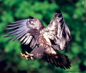 As the bald eagle matures its plumage becomes more variable. Photo, Annette Devinney