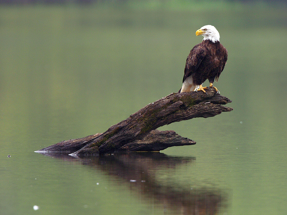 It will take about 5 years for the mature bald eagle to develop its white head and tail feathers. Pennsylvania Game Commission / Photo, Jacob Dingel