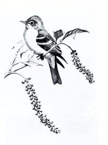 Empidonax minimus Baird, the least flycatcher — the first of many species of birds that Baird would identify in his lifetime.