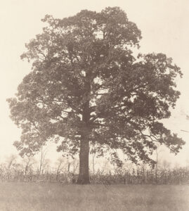 The Harmonists camped the night of June 6, 1824, underneath a giant oak tree at French Point along the Ohio River. The tree was finally cut down in 1912. Old Economy Village, MG354, photo #366
