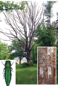 This 150-year-old ash tree at Fort Indiantown Gap succumbed to the emerald ash borer (EAB), bottom left, in 2023. The insect feeds on the ash’s cambium layer, bottom right, which is vital to the health of the tree. Tree, photo by Daniel R. Vodzak; EAB, Pennsylvania Department of Conservation & Natural Resources, Forestry Archive; cambium layer, Pennsylvania Department of Agriculture
