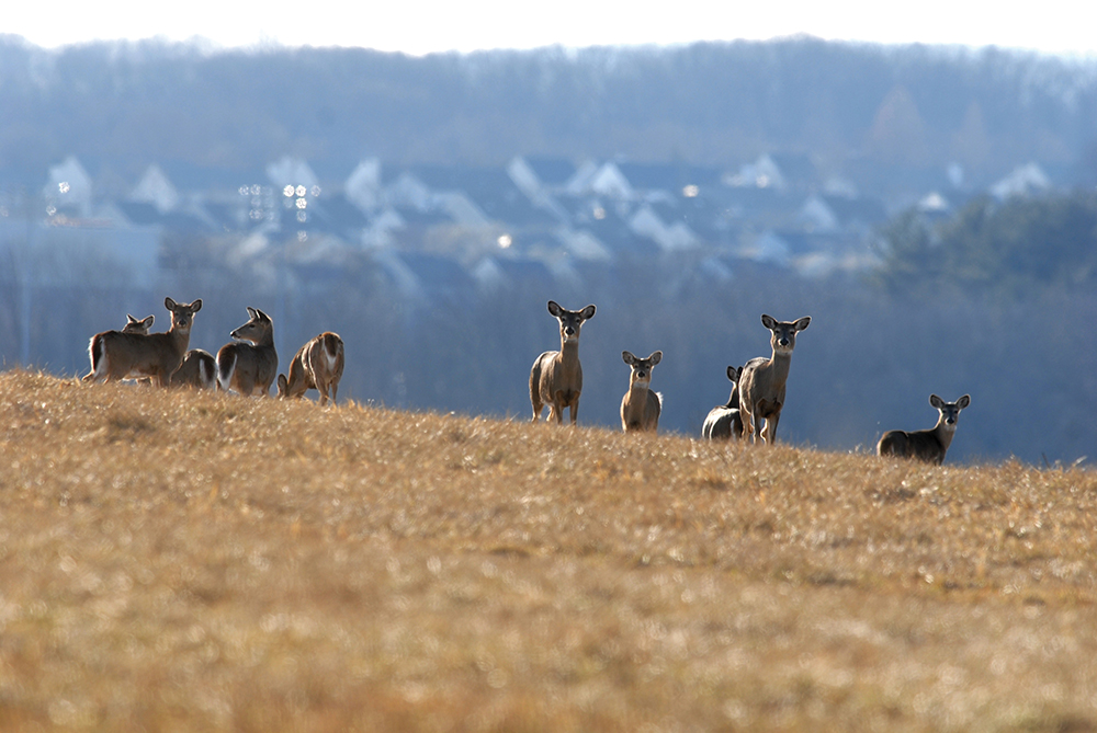 Whitetails have learned to fit into urban and suburban landscapes throughout the commonwealth. These Montgomery County deer hole up on properties where they’re not disturbed during the day and forage for soft and hard mast, ornamental shrubbery and young trees on residential properties at night. Pennsylvania Game Commission / Photo, Joe Kosack
