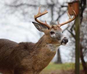 This buck was photographed in the author’s yard in the middle of the 2024 firearms deer season. He seems to have had his hideouts in order; he made it through the rest of the season. Photo, Joe Kosack